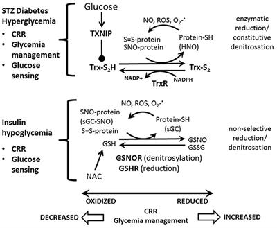 Hypoglycemia: Role of Hypothalamic Glucose-Inhibited (GI) Neurons in Detection and Correction